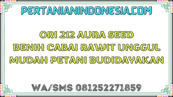 Ori 212 Aura Seed Benih Cabai Rawit Unggul Mudah Petani Budidayakan